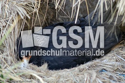 Geierfalke (8 von 11).jpg